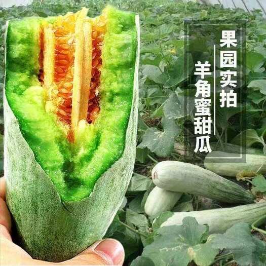 寿光市山东潍坊寿光羊角蜜甜瓜大量发货中，接电商代发，量大价优