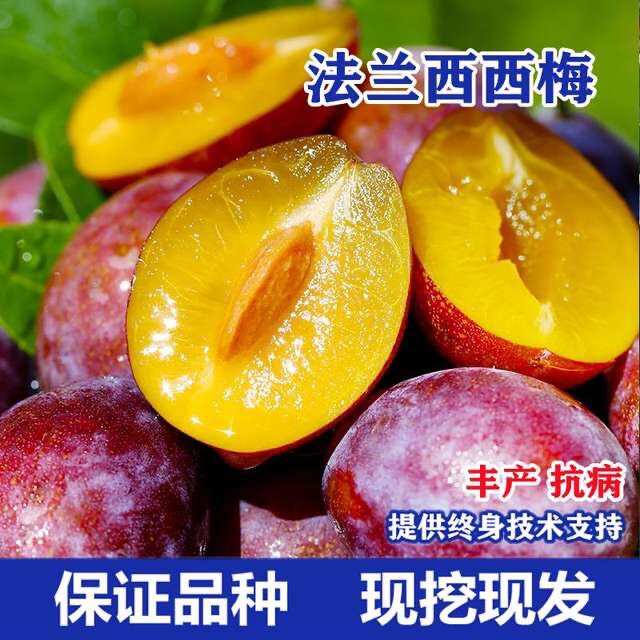 法兰西西梅树庭院室内外养殖，盆栽地栽都有，各种规格
