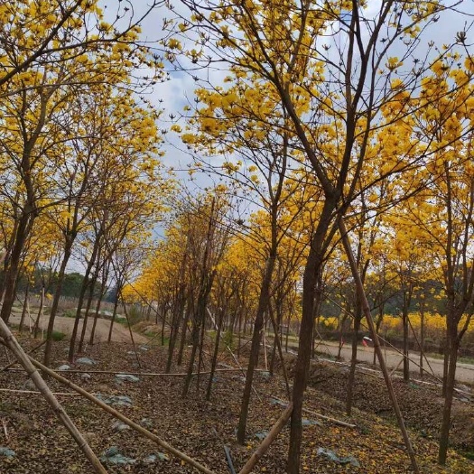 阳春市多花黄花风铃8-10都有