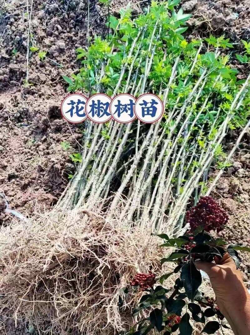 绛县优质花椒苗 高度0.5~1米 地径2公分以下 适合庭院种植