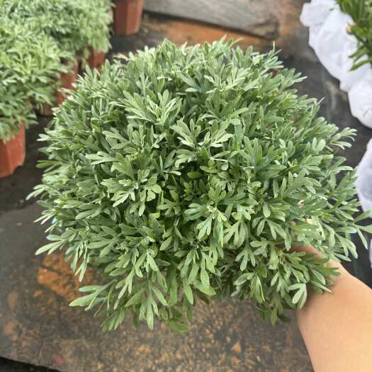 浏阳市芙蓉菊