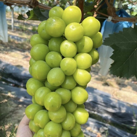 青岛阳光玫瑰葡萄晴王葡萄水果新鲜应季水果一整箱顺丰包邮