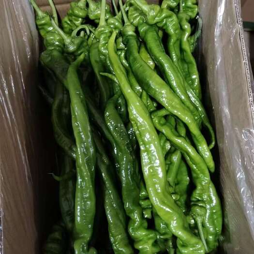 绥中县精品螺丝椒