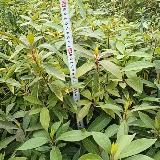 灵山县木姜子苗，山苍子苗