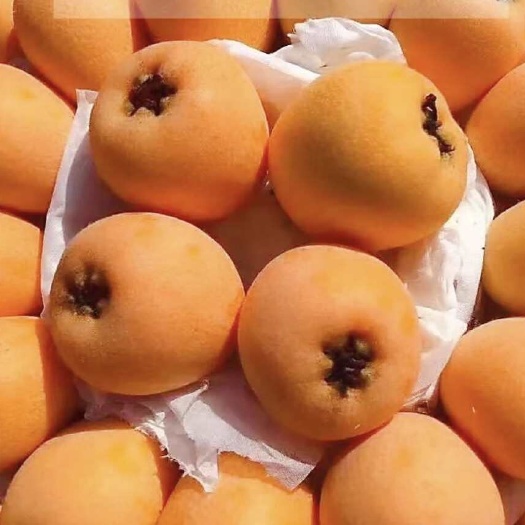 藤县枇杷