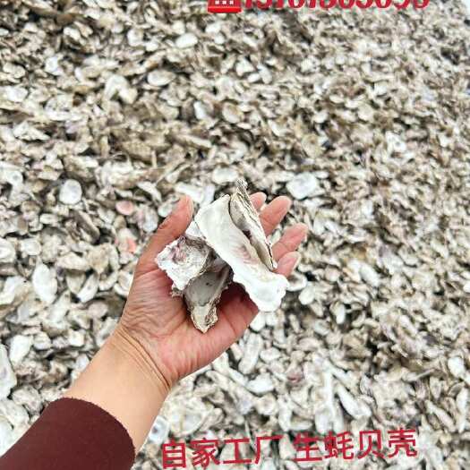 连云港生蚝贝壳