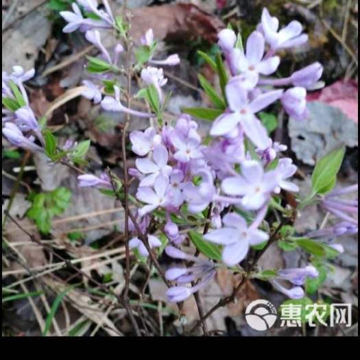 芫花苗，芫花种苗，芫花
