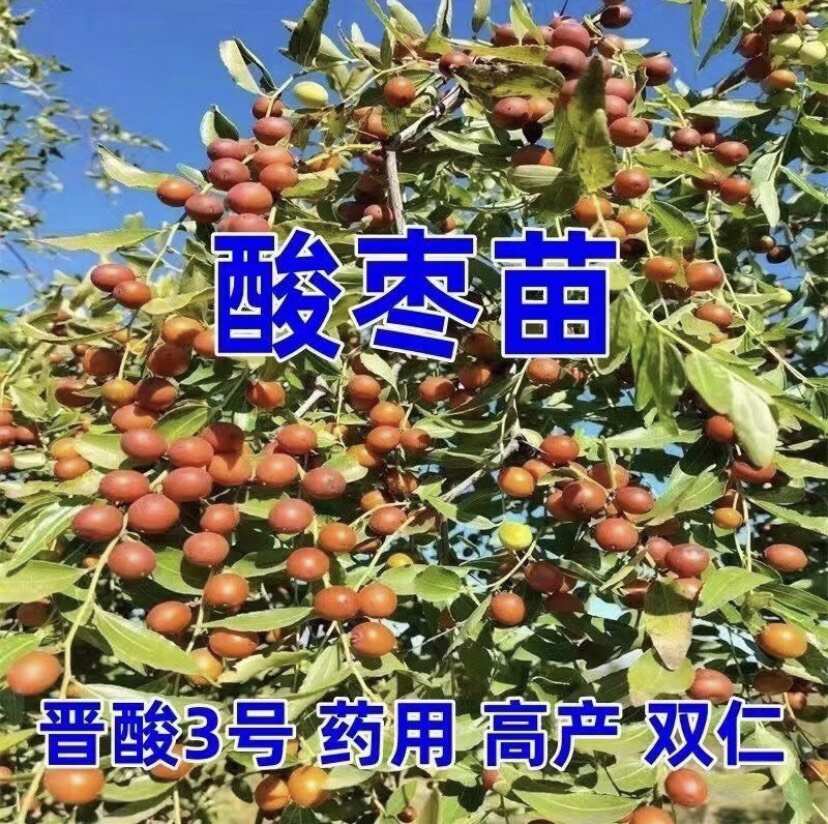 绛县晋酸3号双仁酸枣苗山枣苗南北方种植地栽当年结果