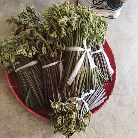丘北县野生蕨菜