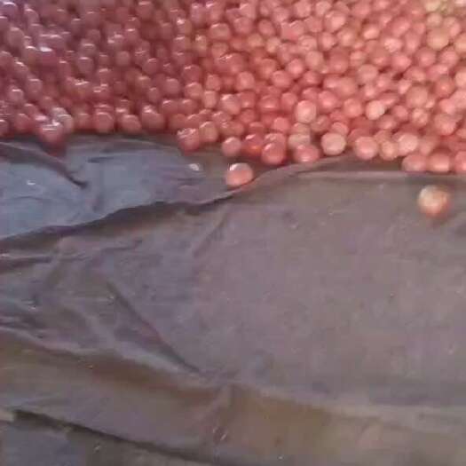 阜新县耐运输皮毛好