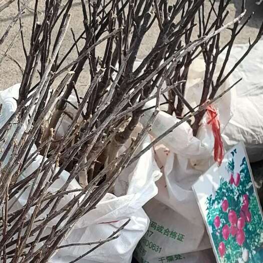济南苹果树苗