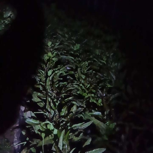 慈溪市香莴笋