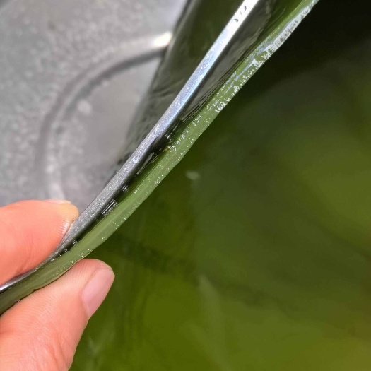 精品盐渍海带头(高泡发率)