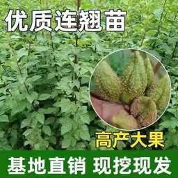 绛县连翘苗新品科研5号连翘树苗产地直发 现挖现发 保湿发货