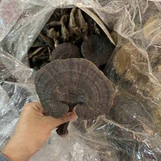 玉林紫灵芝一手货源批发