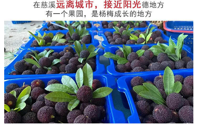 慈溪杨梅甲天下！荸荠种杨梅自产自销：全国包邮