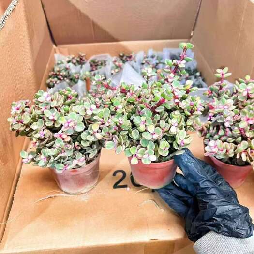 广州雅乐之舞多肉植物 广州直发 健康鲜活易打理