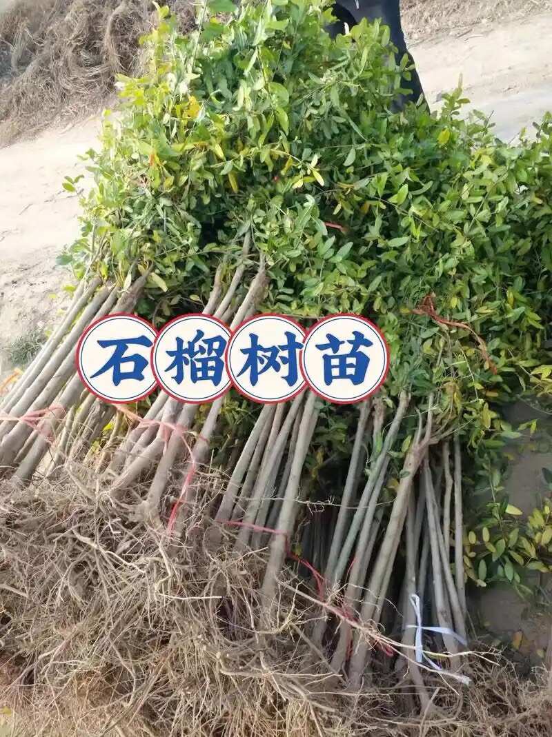 绛县石榴树苗 供应一年以上各品种不同规格的石榴树苗 现挖现发