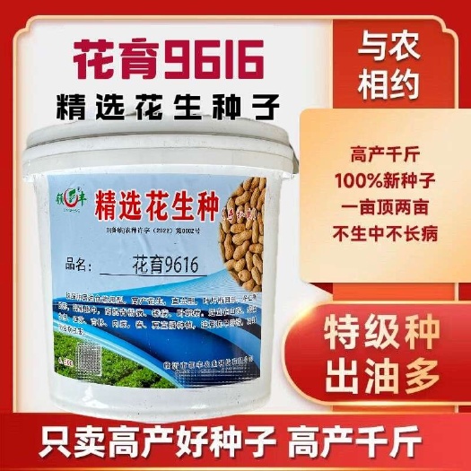 沭阳县花育9616花生种子高油大粒带壳薄壳薄皮出油高耐旱涝大田种