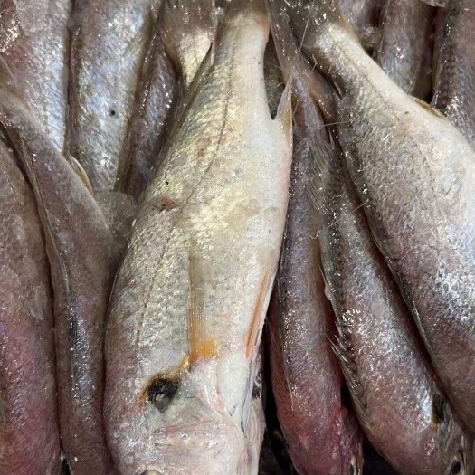 福建宁德霞浦新鲜白姑鱼水产食用鱼类批发零售