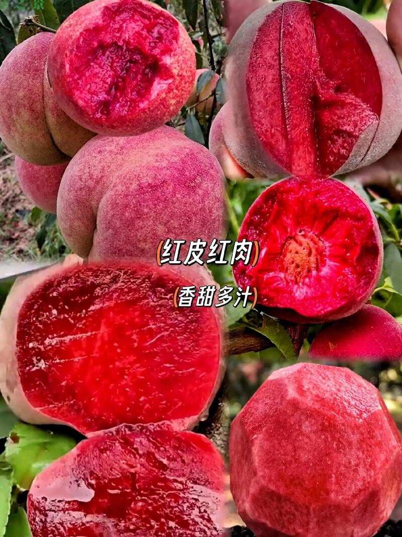 绛县水蜜桃果树苗桃树苗嫁接血桃南方北方种植特大冬桃带土庭院地栽盆