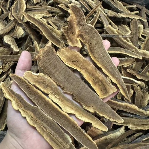 玉林无柄赤灵芝切片 一手货源批发