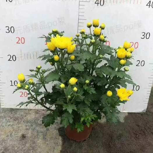 广州140黄菊，白菊都有供应，量大从优