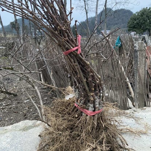永顺县优质G3猕猴桃苗 湖南湘西产地直发 强壮苗木 稳产