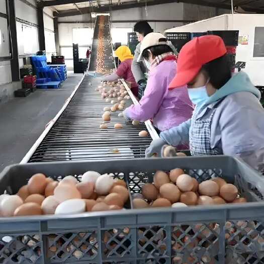 浠水县粉壳红心净重30-45斤/箱，1000箱