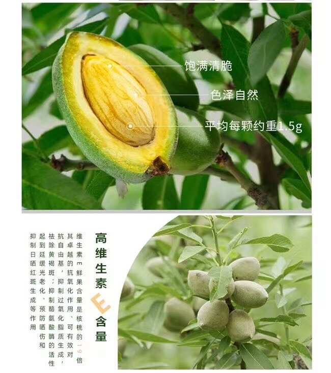 绛县巴旦木树苗薄皮巴旦木树苗美国大杏仁树苗扁桃仁坚果树苗庭现挖现
