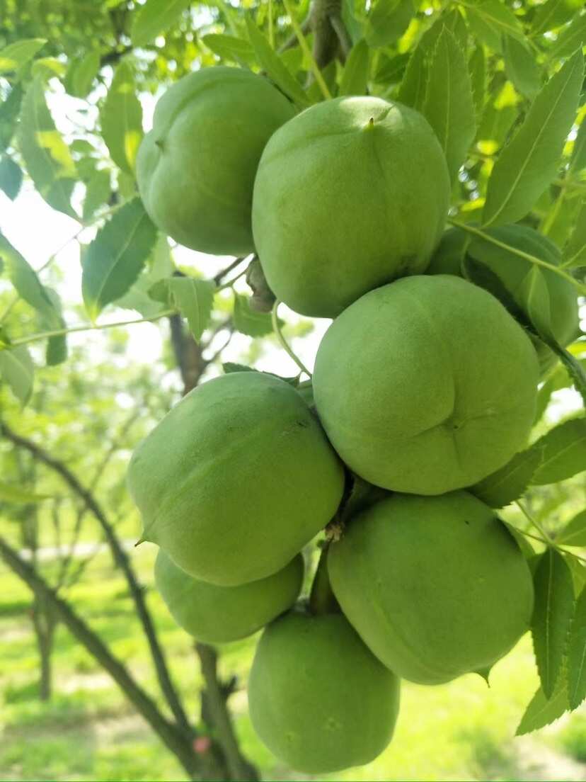 文冠果树苗状元花大树苗盆栽庭院地栽植物四季种植花卉绿植耐寒热