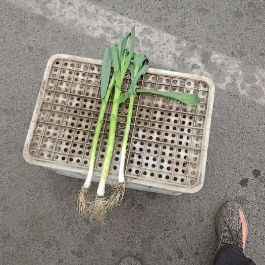 献县蒜苗