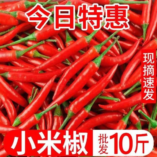农家现摘新鲜辣椒小米椒红辣椒超辣特辣朝天椒小米辣批发