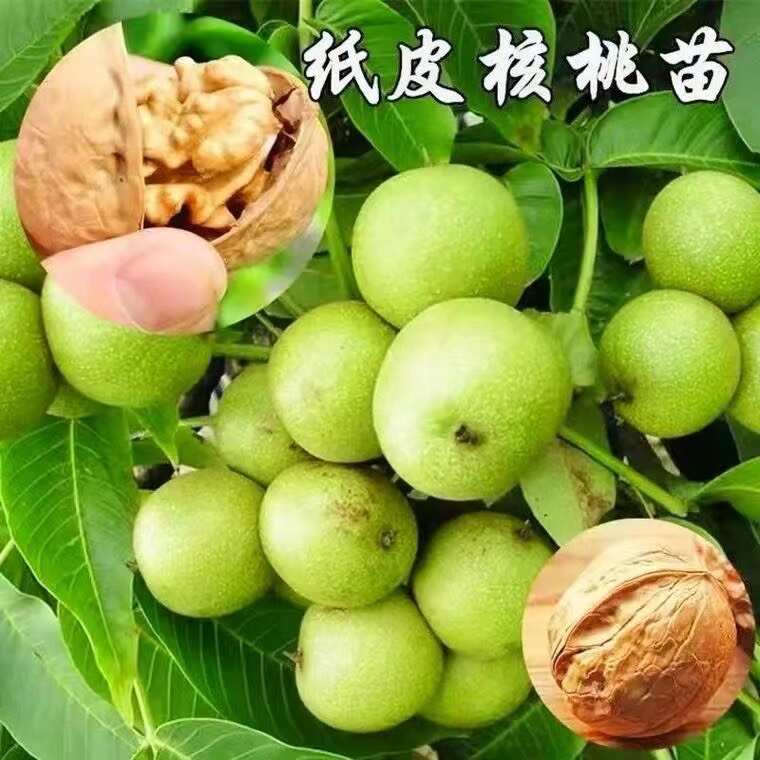 绛县核桃树苗南方北方种植核桃苗核桃苗嫁接果树苗纸皮薄皮幼苗地栽当
