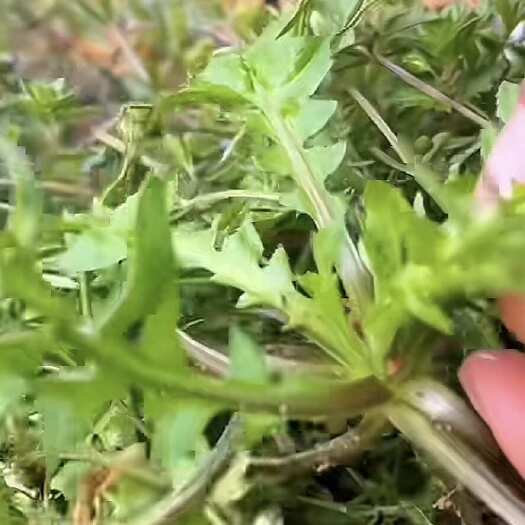 虞城县河南虞城新鲜荠菜 绿色时令蔬菜 叶菜类现摘现发