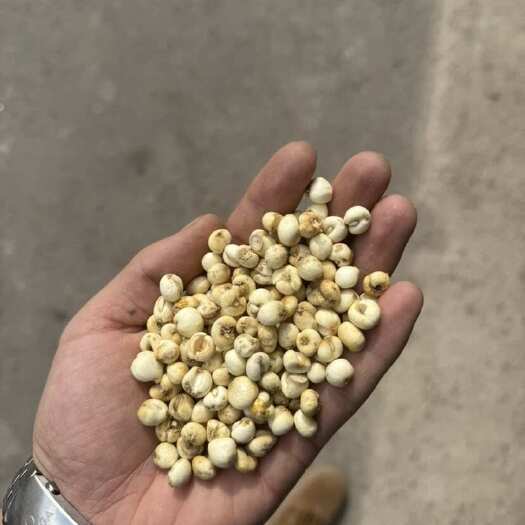 靖宇县无硫原色贝母 精选贝母 货源充足产地直发，农产品大量批发