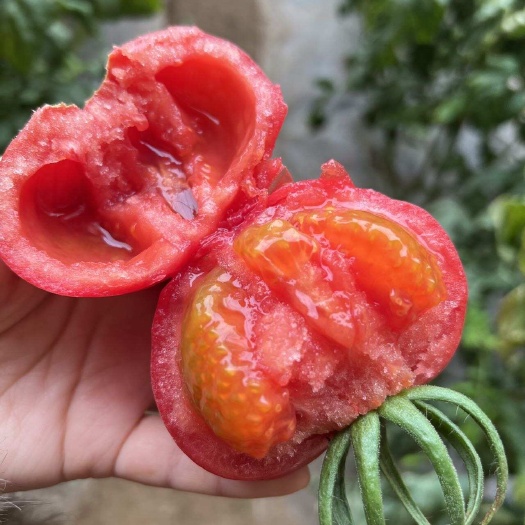 泾阳自然熟普罗旺斯西红柿