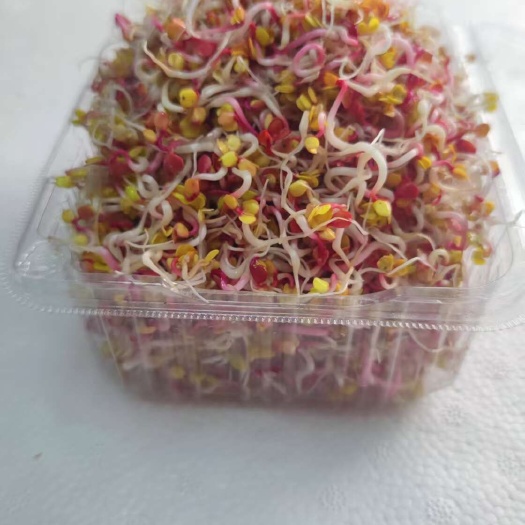 萝卜芽