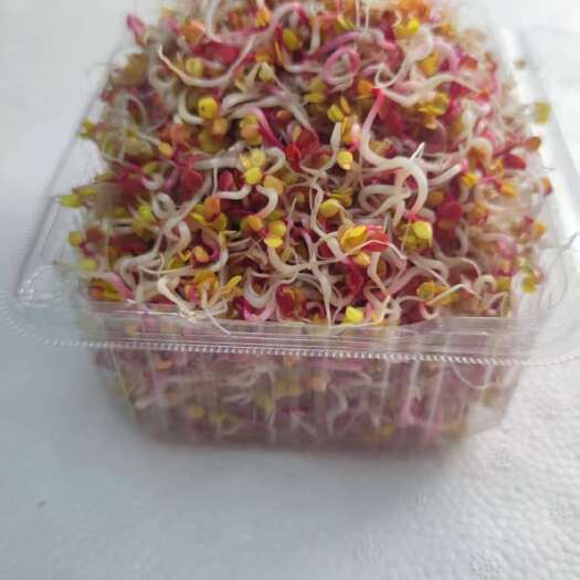 青岛萝卜芽