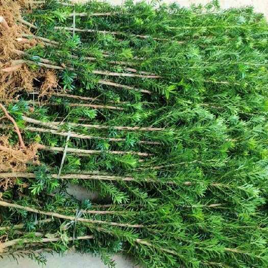 荔浦市广西桂林雀舌罗汉松苗基地直供 荔浦优质乔木绿化苗木