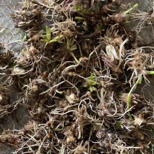 淮滨县猫爪草苗子