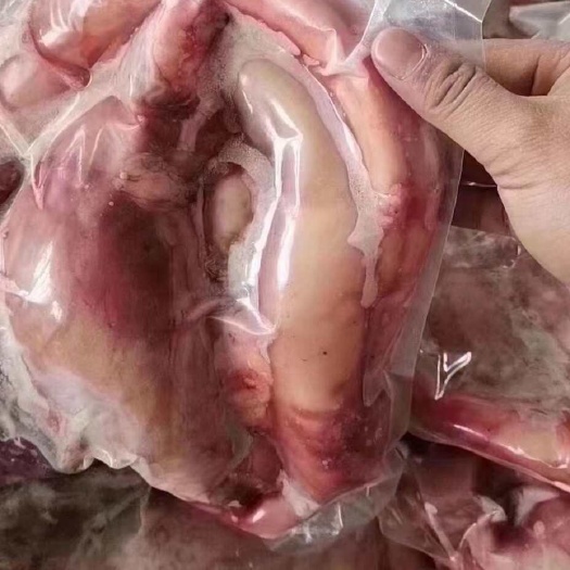 泰安牛鞭➕牛宝，两宝搞一搞大补特色食材，有需要的老板必须搞起来