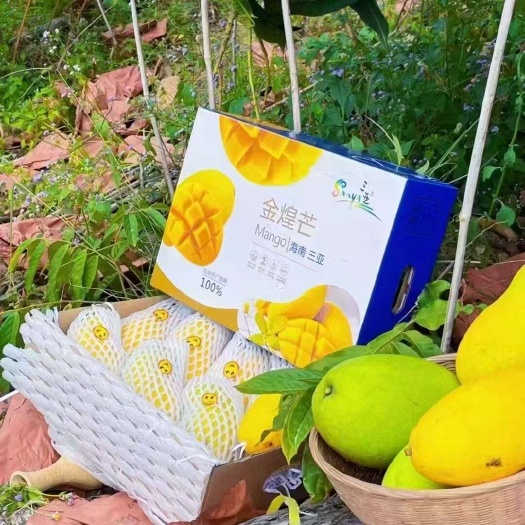 #代发#团购#电商#整车 海南金煌芒/海南水仙芒 一手货源直