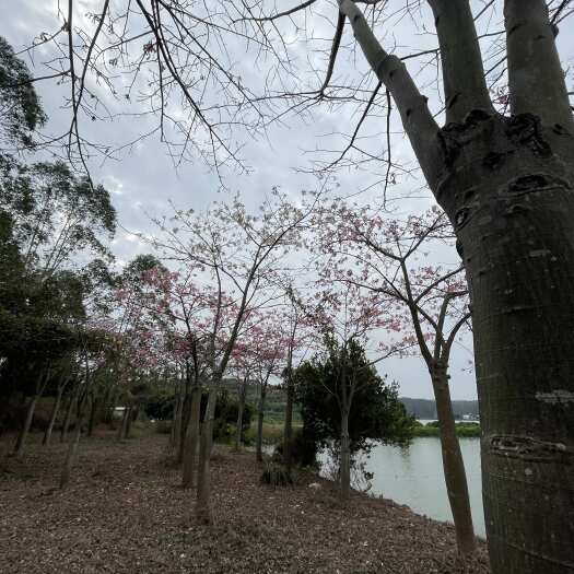 江门美丽木棉，大腹木棉清货价