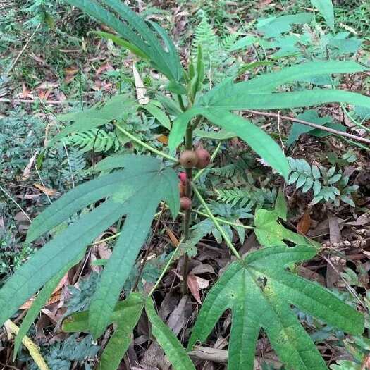 钟山县五指毛桃切断干货