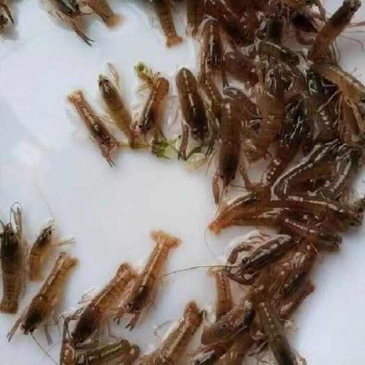 潜江市高抗小龙虾活体鲜活养殖幼苗活虾批发包活稻田淡水种苗包邮