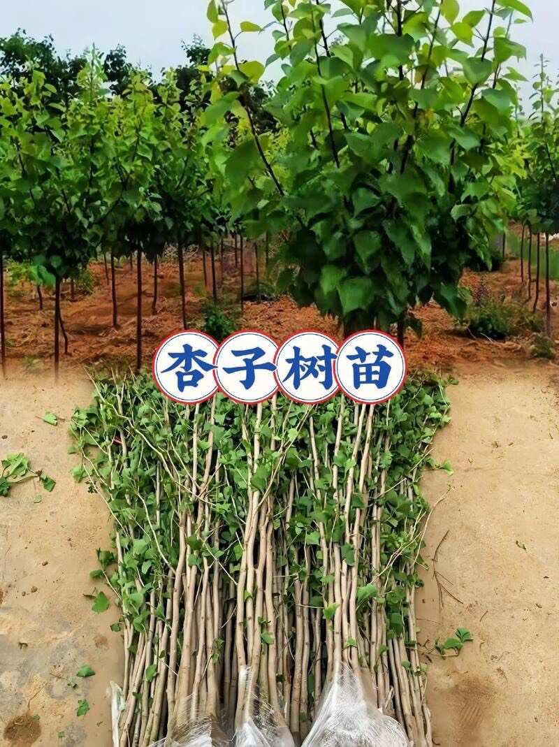 绛县嫁接杏树果苗庭院果树特大早熟杏子苗树活苗南方北方种植当年结果