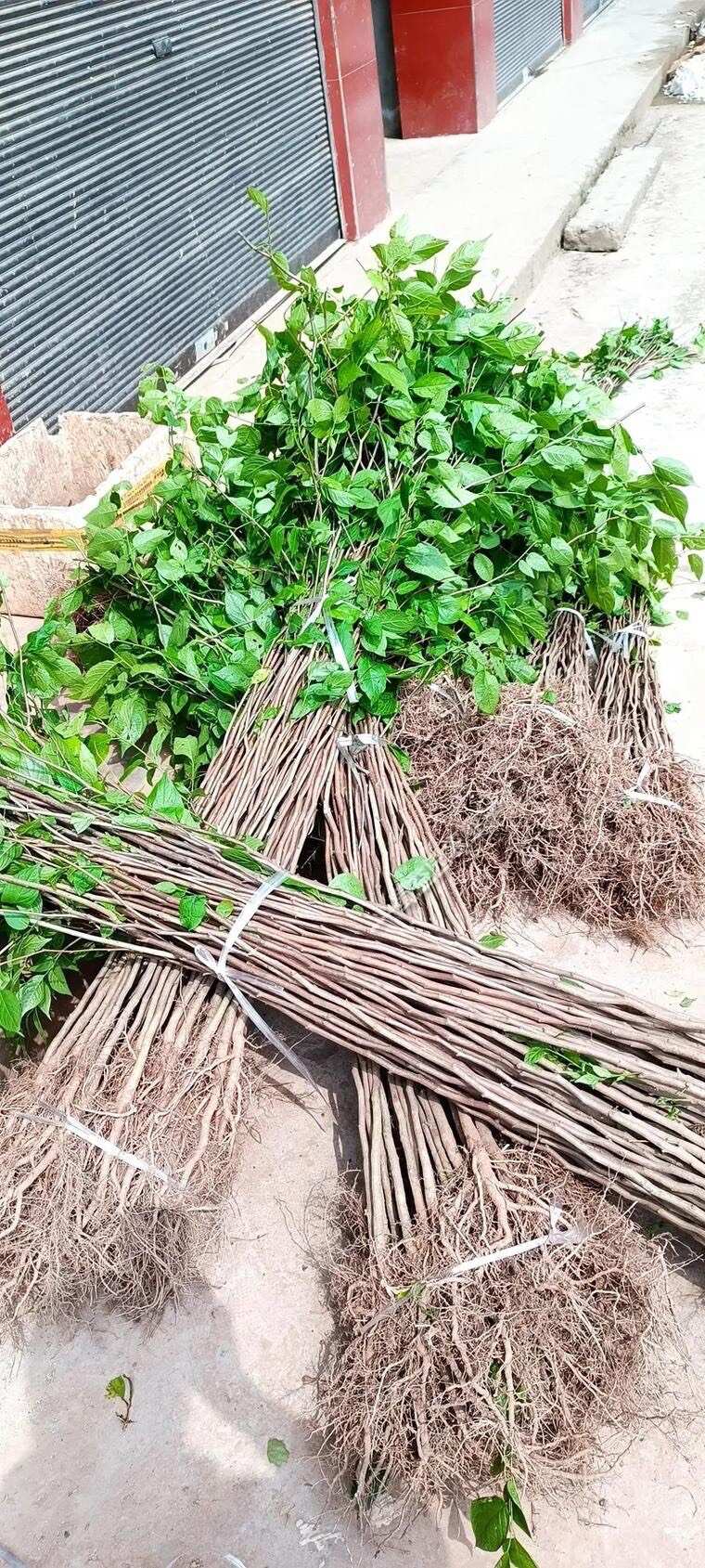 杜仲苗杜仲树苗中药材杜仲苗杜仲小苗盆栽地栽南北方种植包邮