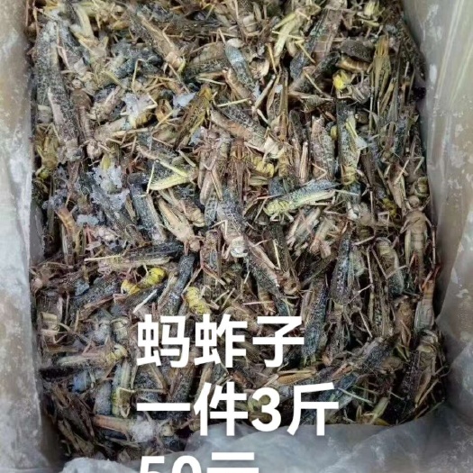 哈尔滨黑龙江省批发蚂蚱子