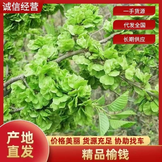 榆钱现摘，过筛挑选，加冰保鲜发货